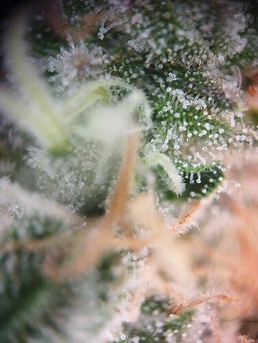 IMG_20250303_163636 - Kopie