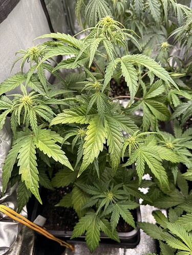 Growreport Bild 1