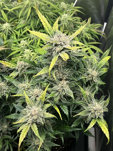 Growreport Bild 8