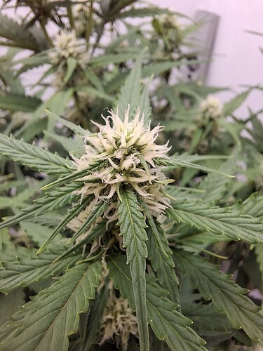 Growreport Bild 124