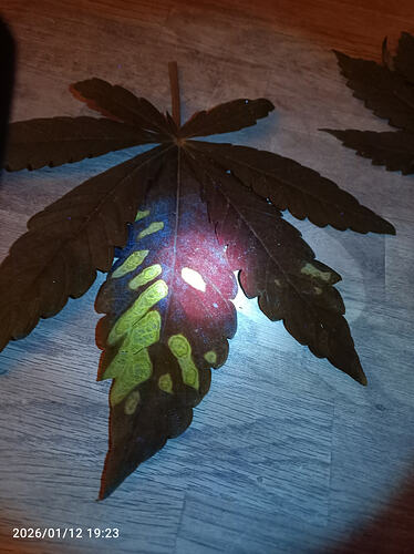 Growreport Bild 1