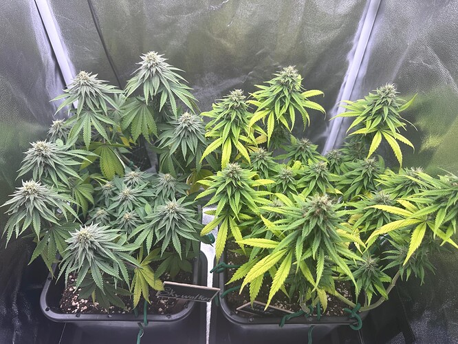 Growreport Bild 51