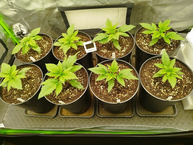 Growreport Bild 8