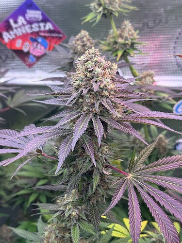 Growreport Bild 51