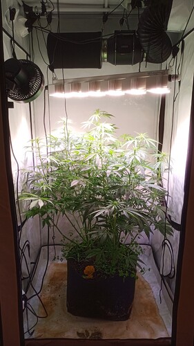 Growreport Bild 1