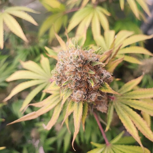Growreport Bild 97