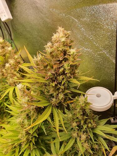Growreport Bild 3