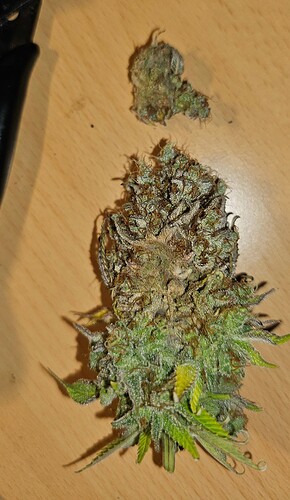 Growreport Bild 1