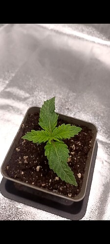 Growreport Bild 4