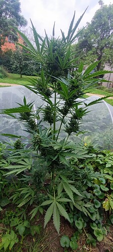 Screenshot_2024-08-15-21-38-38-123_com.miui.gallery