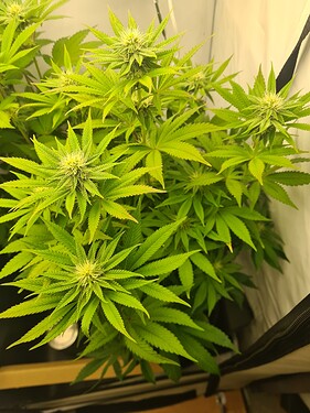 Growreport Bild 1