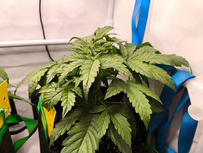 Growreport Bild 4