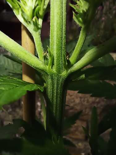 WhatsApp Bild 2025-06-25 um 18.02.33_2a094eb1