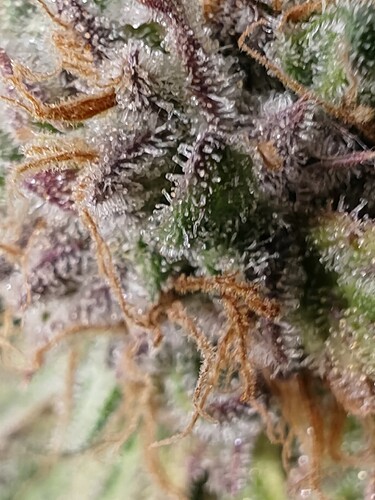 Growreport Bild 68