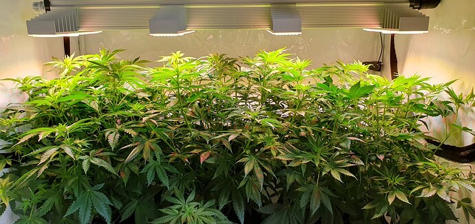 Growreport Bild 6