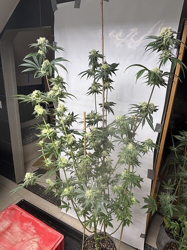 Growreport Bild 35