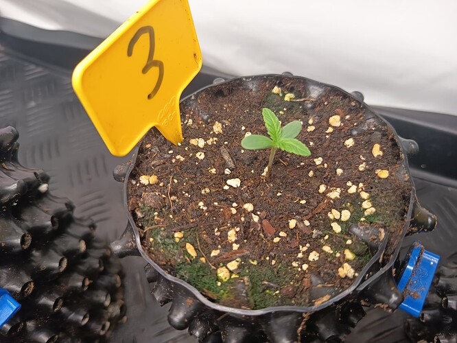 Growreport Bild 37