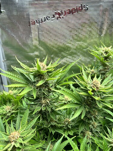 Nahaufnahme von blühenden Cannabispflanzen mit dichten Blütenständen und grünen Blättern, im Hintergrund ist eine reflektierende Oberfläche mit einem Logo zu sehen.