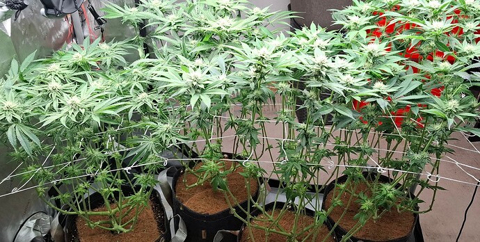Growreport Bild 9