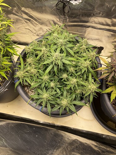 Growreport Bild 13