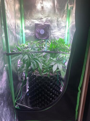 WhatsApp Bild 2024-12-10 um 16.18.18_77495098|375x500, 5=%