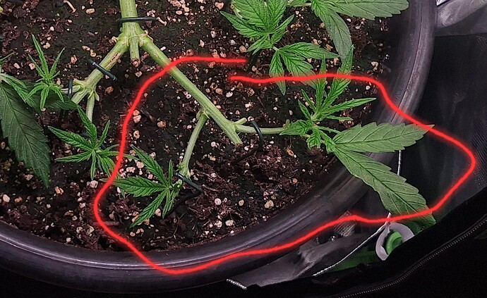 Growreport Bild 17