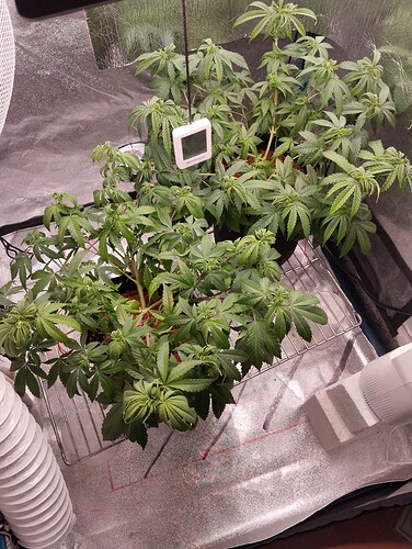 IMG_20241029_173239 - Kopie