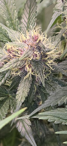 Growreport Bild 2