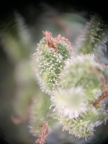 Growreport Bild 10