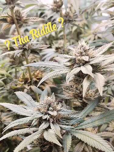Growreport Bild 4
