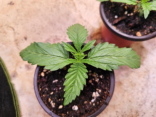 Growreport Bild 8