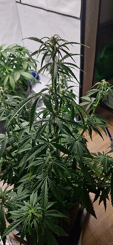 Growreport Bild 6