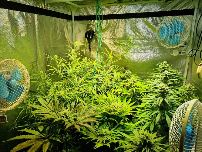 Mehrere Cannabis-Pflanzen in einem Zelt, die sich in der Wachstumsphase befinden, mit drei Ventilatoren zur Belüftung.
