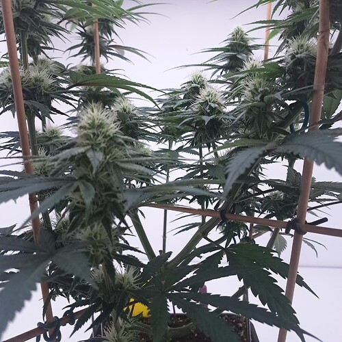 Growreport Bild 3
