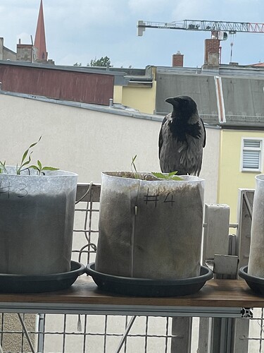 Growreport Bild 19