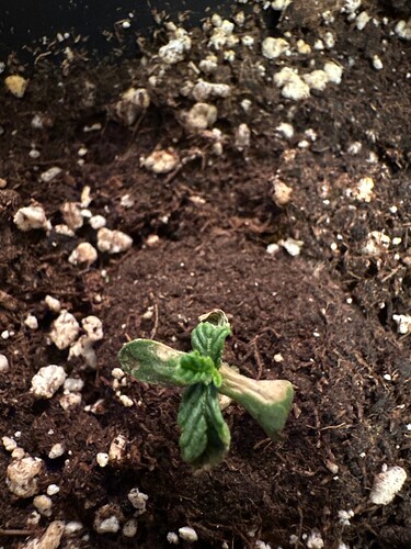 Growreport Bild 2
