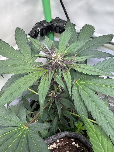 Growreport Bild 30