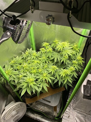 Growreport Bild 41