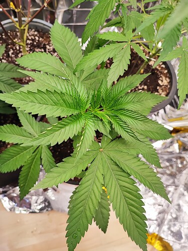 Growreport Bild 3