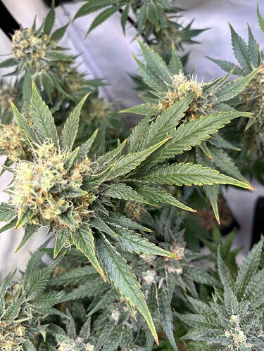 Growreport Bild 114
