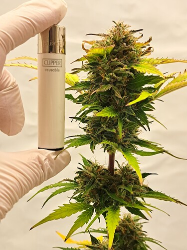 Growreport Bild 33