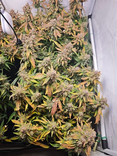 MVIMG_20251202_163904