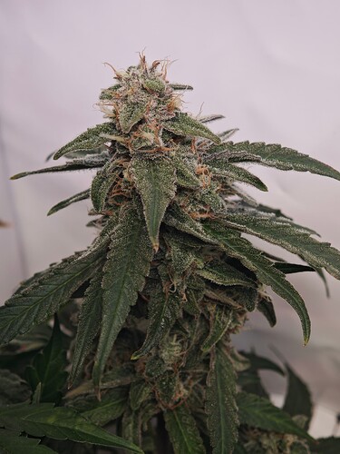 MVIMG_20251114_155840