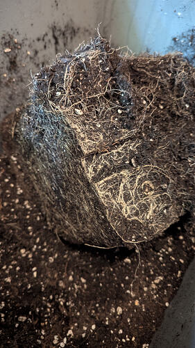 Growreport Bild 3