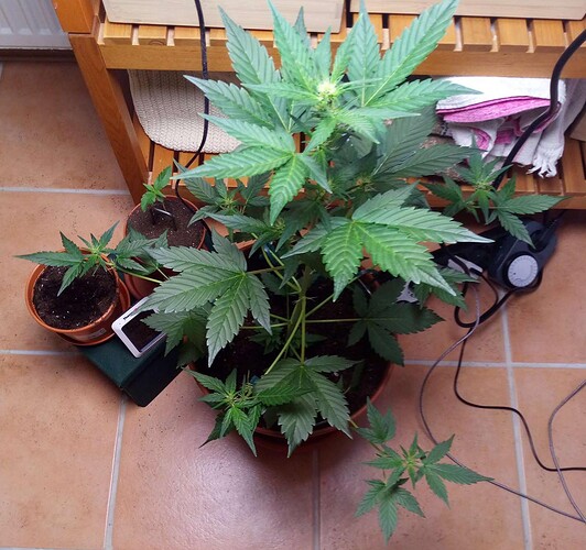 Compress_20240527_154741_1032