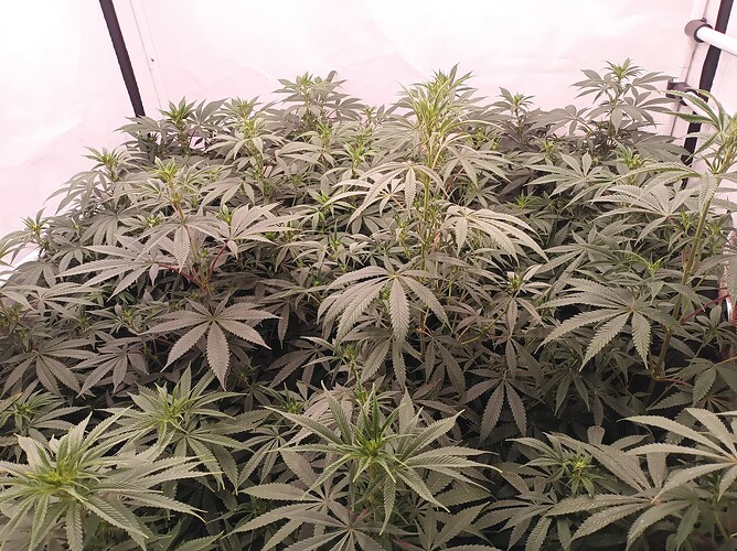 Growreport Bild 4