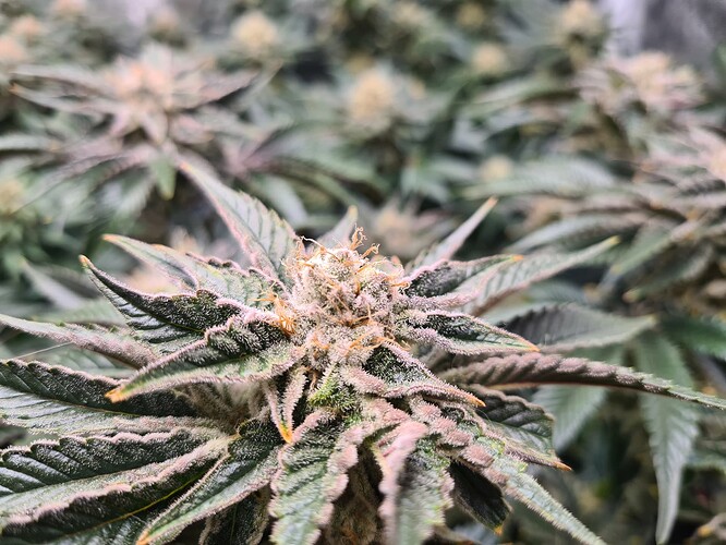 Growreport Bild 2