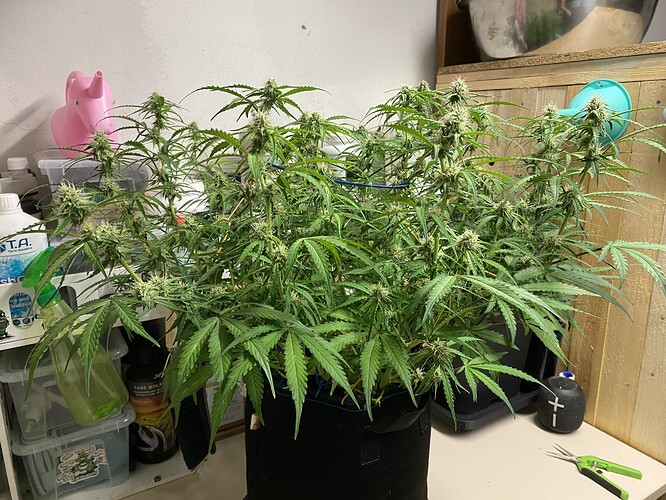 Growreport Bild 88