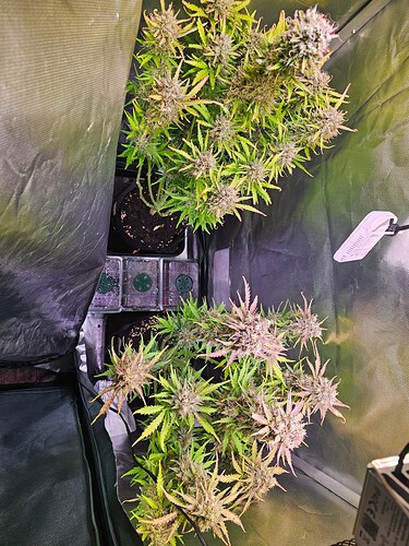 Growreport Bild 20