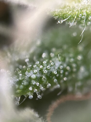 Growreport Bild 7